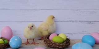 小鸡在彩色复活节彩蛋的背景下看着摄像机。复活节假期。