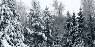 冬天的针叶林。松树和冷杉被雪覆盖着。冬天的下午在森林里。暴风雪后的森林。