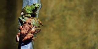 普通的青蛙或绿色的青蛙，Pelophylax perezi，正在晒太阳。马德里,西班牙。