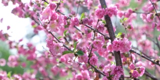杏树开的粉红色三瓣花。路易斯安那州的杏仁或三瓣樱花，春天开花。本空间