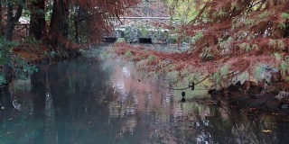 秋天的意大利米兰，一只鸭子在湖里游泳