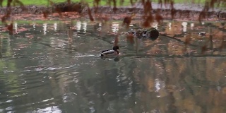 秋天的意大利米兰，一只鸭子在湖里游泳
