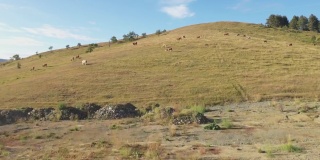 牛群在山坡牧场上放牧，鸟瞰图