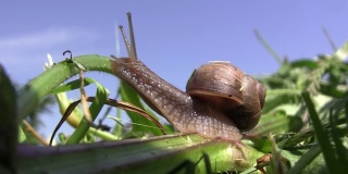 背上有壳的花园蜗牛在高高的草丛中爬行