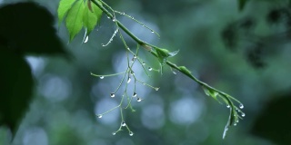 一场大雨过后，春雨滴在树叶上是美丽的，清脆如哨子。春雨过后，风中的树枝。在上面你可以看到雨滴，像水晶一样