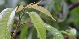 一场大雨过后，春雨滴在树叶上是美丽的，清脆如哨子。春雨后风中的小树枝