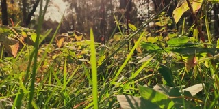 公园里的小草绿油油的，夕阳西下的阳光照亮了小草，耀眼的阳光穿透了小草，宁静而又安详