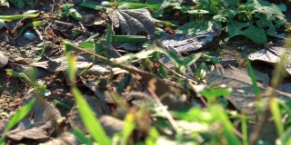蚂蚁携带草的叶片-近距离观察