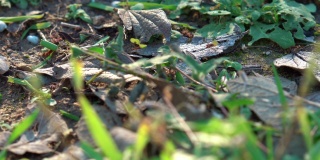蚂蚁搬运树叶和草-近距离观察