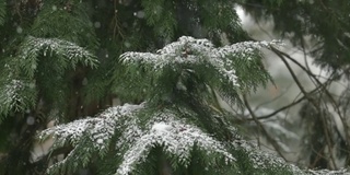 秋叶树和雪花在一月