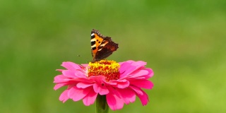 小龟甲蝴蝶(Aglais urticae)在粉红色百日菊花上，股票视频