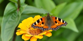 橘黄色的百日草花上的龟甲蝴蝶，在花园里，Aglais urticae股票视频片段