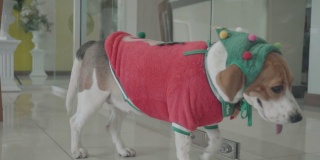 小猎犬穿着圣诞老人的衣服在家里玩耍