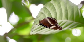 这只蝴蝶栖息在树叶上的视频是从树的底部拍摄的