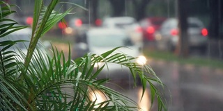 雨水落在植物上，落在有汽车的道路背景上，改变焦点