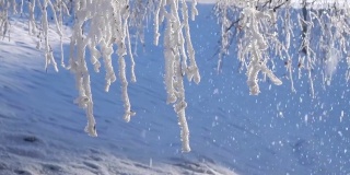 雪和霜覆盖在阳光下的树枝，关闭。冬天的风景。