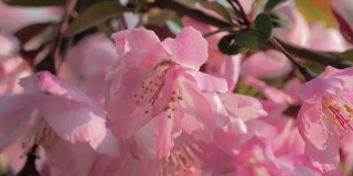 特写慢动作镜头，春天的桃花在风中摇曳。美丽的桃花开了。