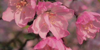 特写慢动作镜头，春天的桃花在风中摇曳。美丽的桃花开了。