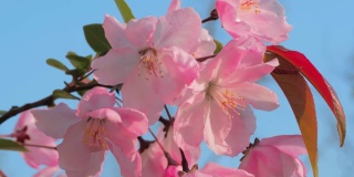 特写慢动作镜头，春天的桃花在风中摇曳，蓝色的天空为背景。美丽的桃花开了。