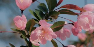 特写慢动作镜头，春天的桃花在风中摇曳，蓝色的天空为背景。美丽的桃花开了。