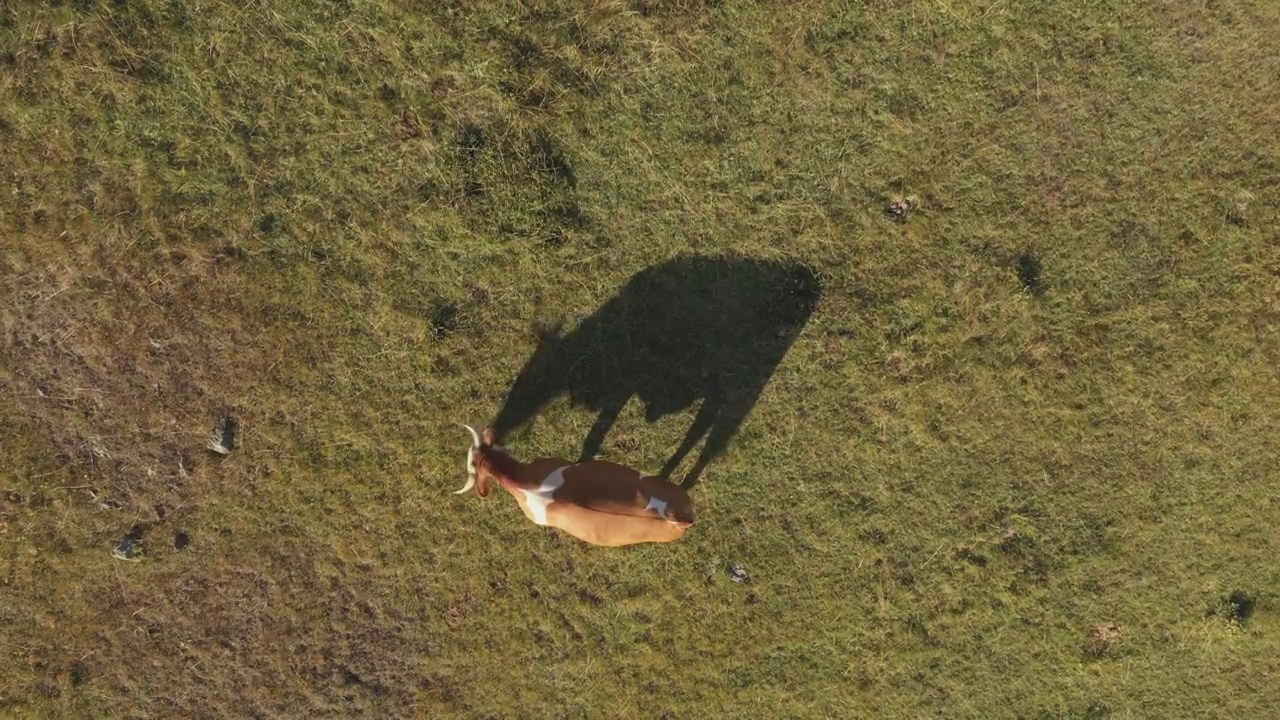 牛在牧场上吃草，在草地上投下阴影