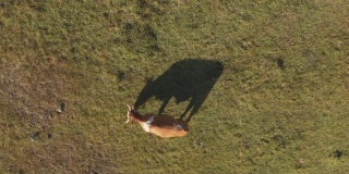 牛在牧场上吃草，在草地上投下阴影