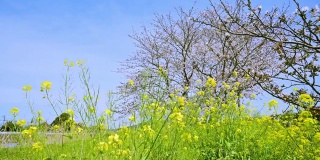 春天，黄色的油菜花和樱花盛开