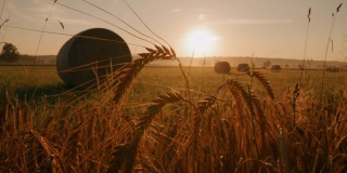 太阳升起时，麦穗后面捆着麦穗