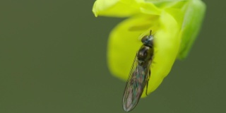 超现实的镜头，一只苍蝇在一朵花里摇曳