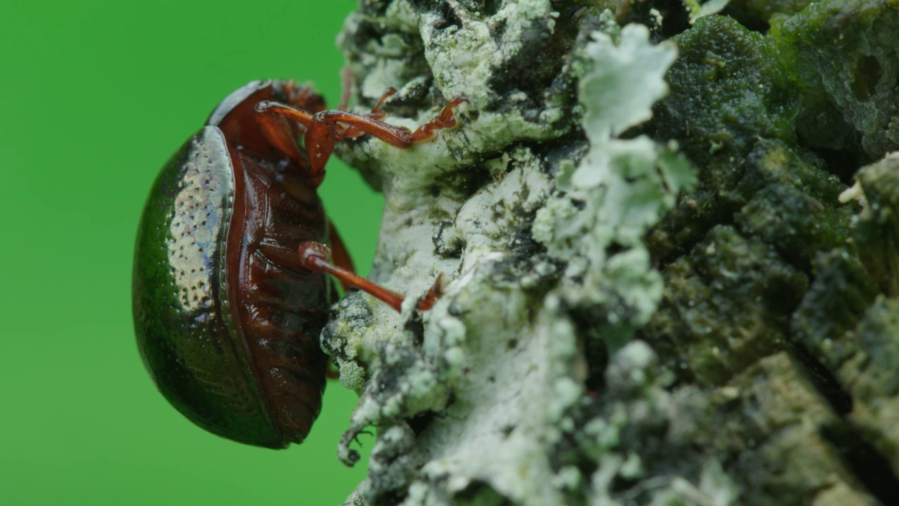 一只宏观的叶甲虫站在地衣上思考生命