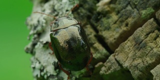 近距离观察，一只叶甲虫站在一根腐烂的木头上思考生命