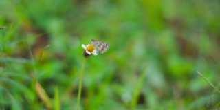 一只蝴蝶正在采集花蜜，背景自然模糊。有选择性的重点。蝴蝶在花园里吹着风。自然背景
