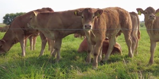 一群小牛在阳光灿烂的绿色草地上吃草