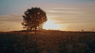 日出时在荞麦田旁的落叶乔木视频素材模板下载