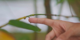 特写镜头，手指触摸雨滴在植物的树枝上。自然与环境概念