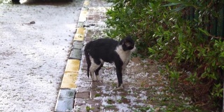 赫尔格达冰雹风暴后街上的湿猫