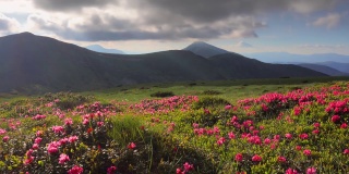 在阳光明媚的夏日，粉红色的杜鹃花点缀着壮丽的风景。