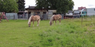 阳光明媚的一天，两匹马在绿色的草地上吃草