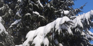 在严冬里，看着一棵枝头积雪的大云杉
