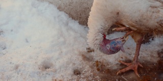 火鸡在冬天会清洗爪子。家畜在农家庭院散步时自己照顾自己。近距离