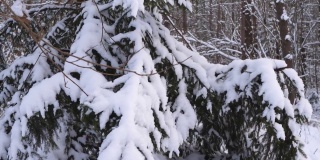 在严冬里，看着一棵枝头积雪的大云杉
