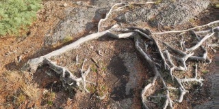 这棵树在森林中的花岗岩土壤上扎根