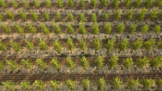 农业杨树栽培林木鸟瞰图视频素材模板下载