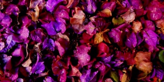 特写的三角梅花以红色、紫色、粉色绽放，雨滴落在地上。