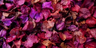 特写的三角梅花以红色、紫色、粉色绽放，雨滴落在地上。
