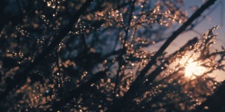 模糊的树枝上的露珠从霜对日出与美丽的散景和辉光。