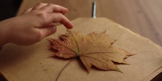 一个辨认不出的小女孩的手把枯萎的秋天枫叶放在羊皮纸上，抚平，创造一个贴花。