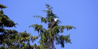 秃鹰站在树顶。背景是蓝天。