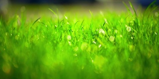 绿草在风中摇曳。明亮的晨露滴在绿草上。美丽的草坪。