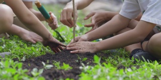 近距离的孩子们的手种植森林作为拯救世界的概念。